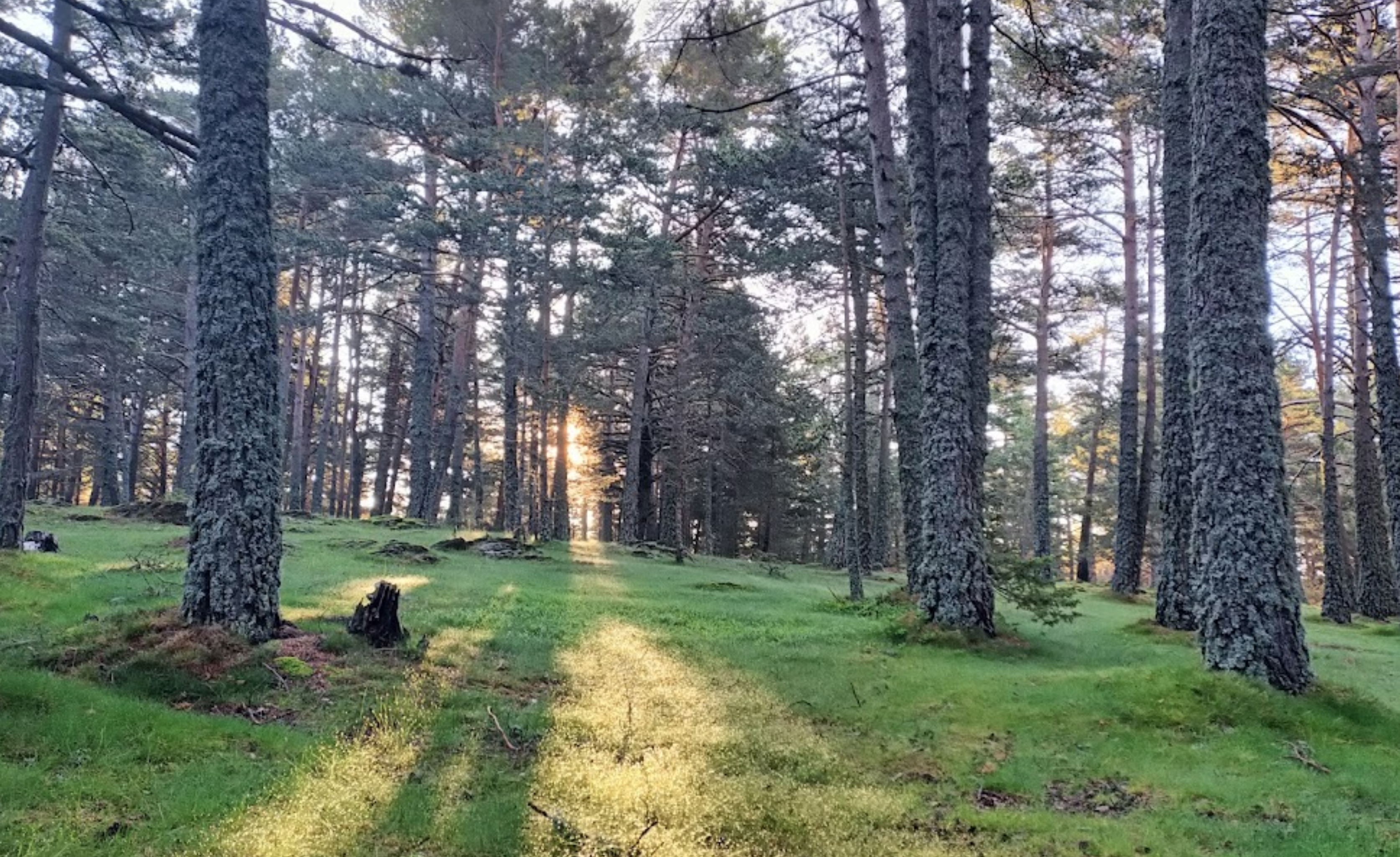 Campionat de Catalunya de múixing Terra